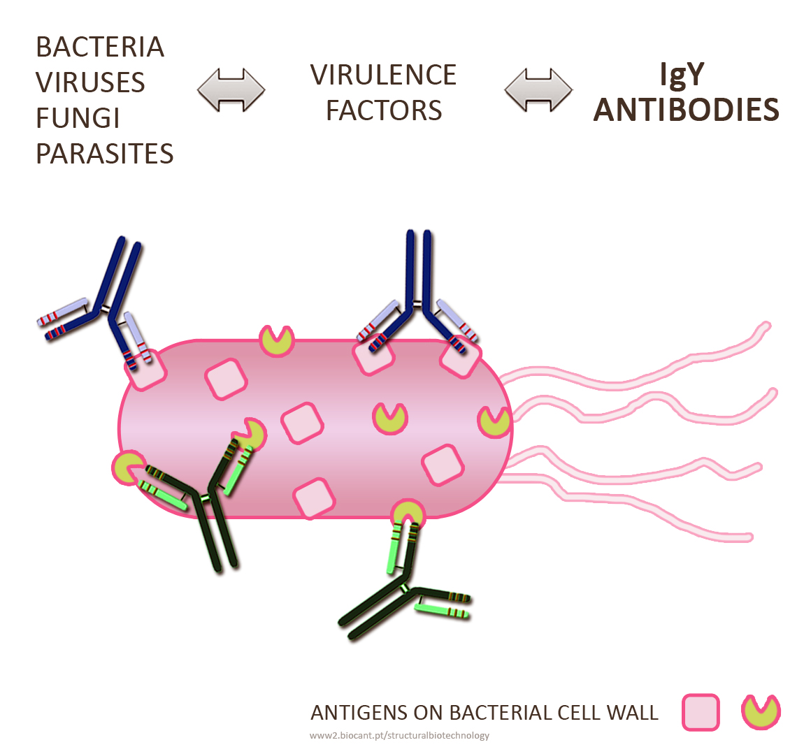 bacteriaabtext2